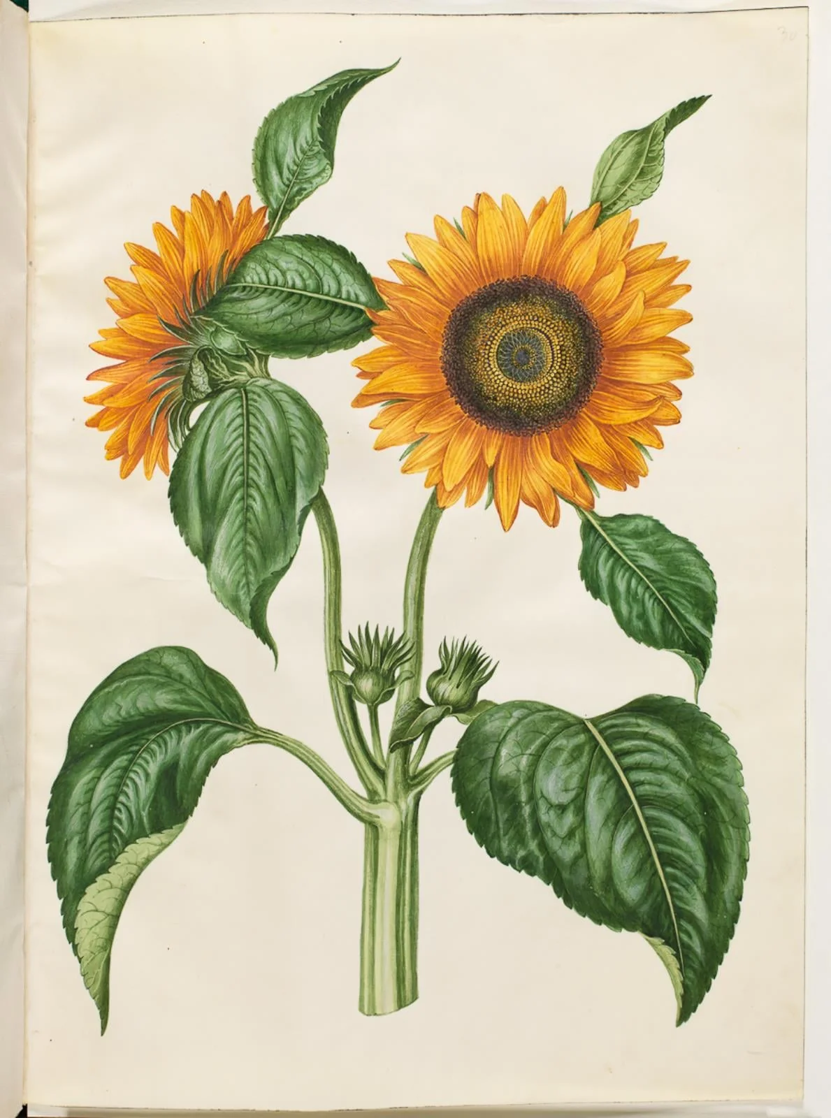 Helianthus annuus (almindelig solsikke), by Unknown, unspecified, 1654