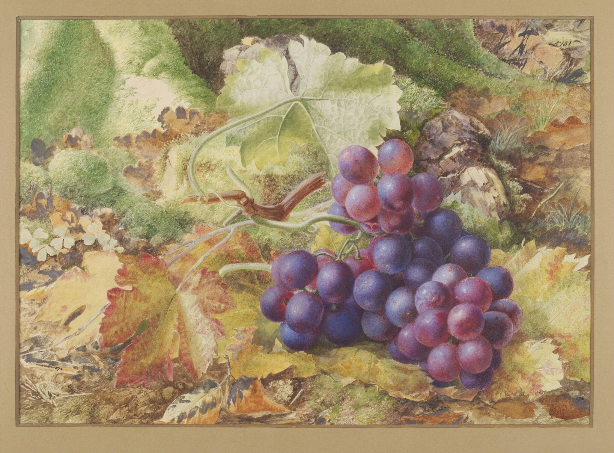 Study of Black Grapes