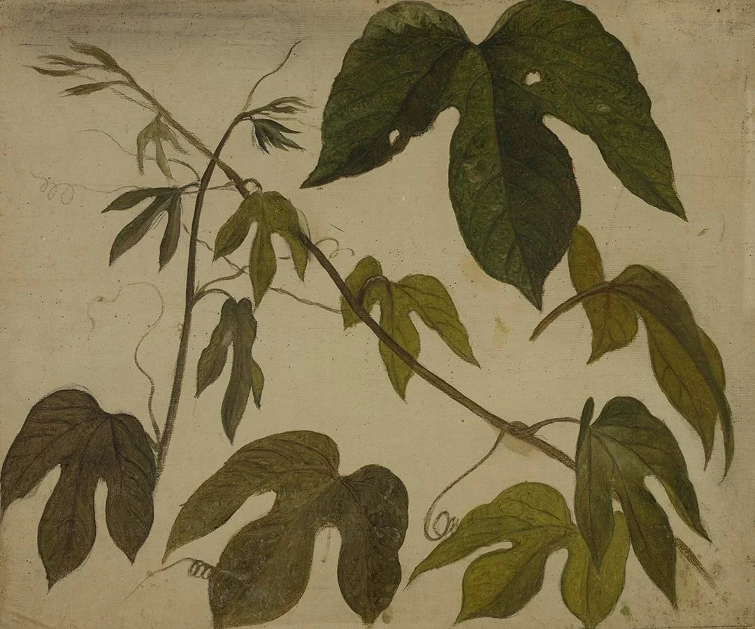 Study of Passion Flower Leaves, by Martin Johnson Heade, unspecified, 1870