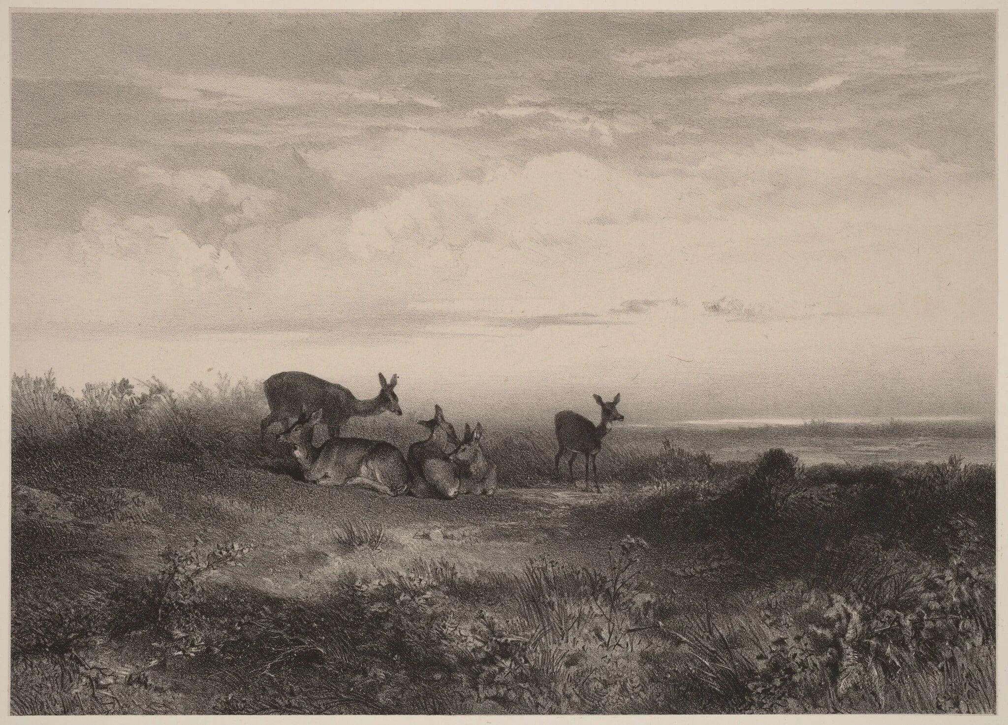 Les biches, by Karl Bodmer, ink, 1851