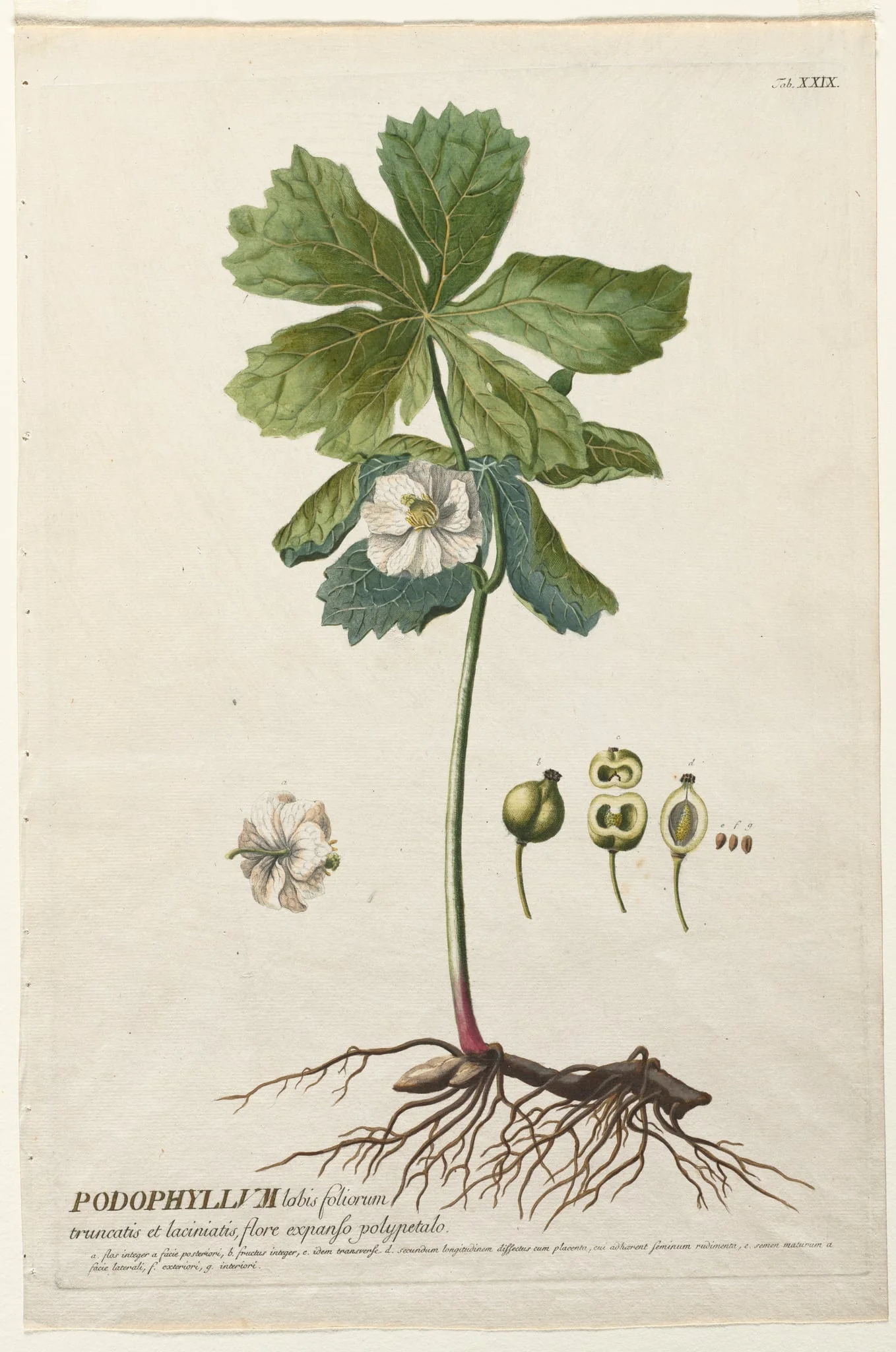 Plantae Selectae:  No. 29 - American May Apple, by Christopher Jacob Trew, 1762