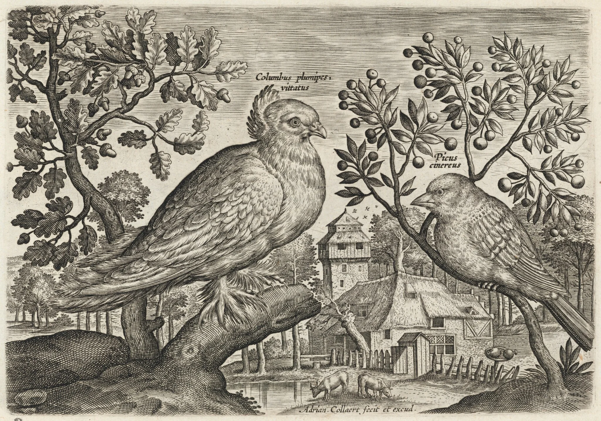 Pigeon and Finch