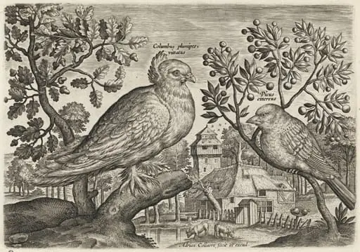 Pigeon and Finch