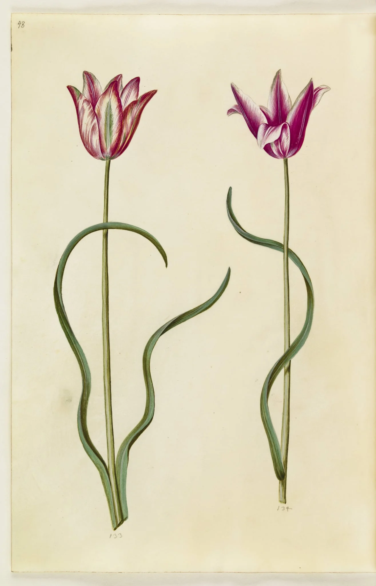 Tulipa clusiana (clusius-tulipan)