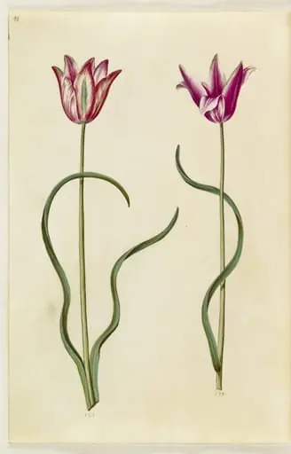 Tulipa clusiana (clusius-tulipan)