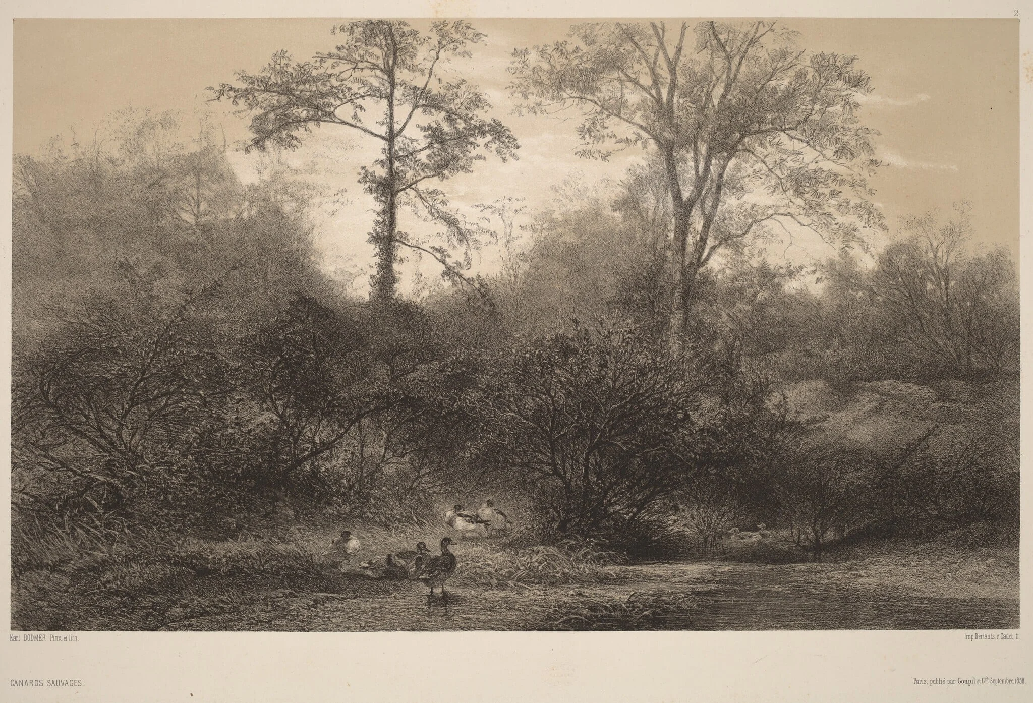 Canards Sauvages, by Karl Bodmer, ink, 1851