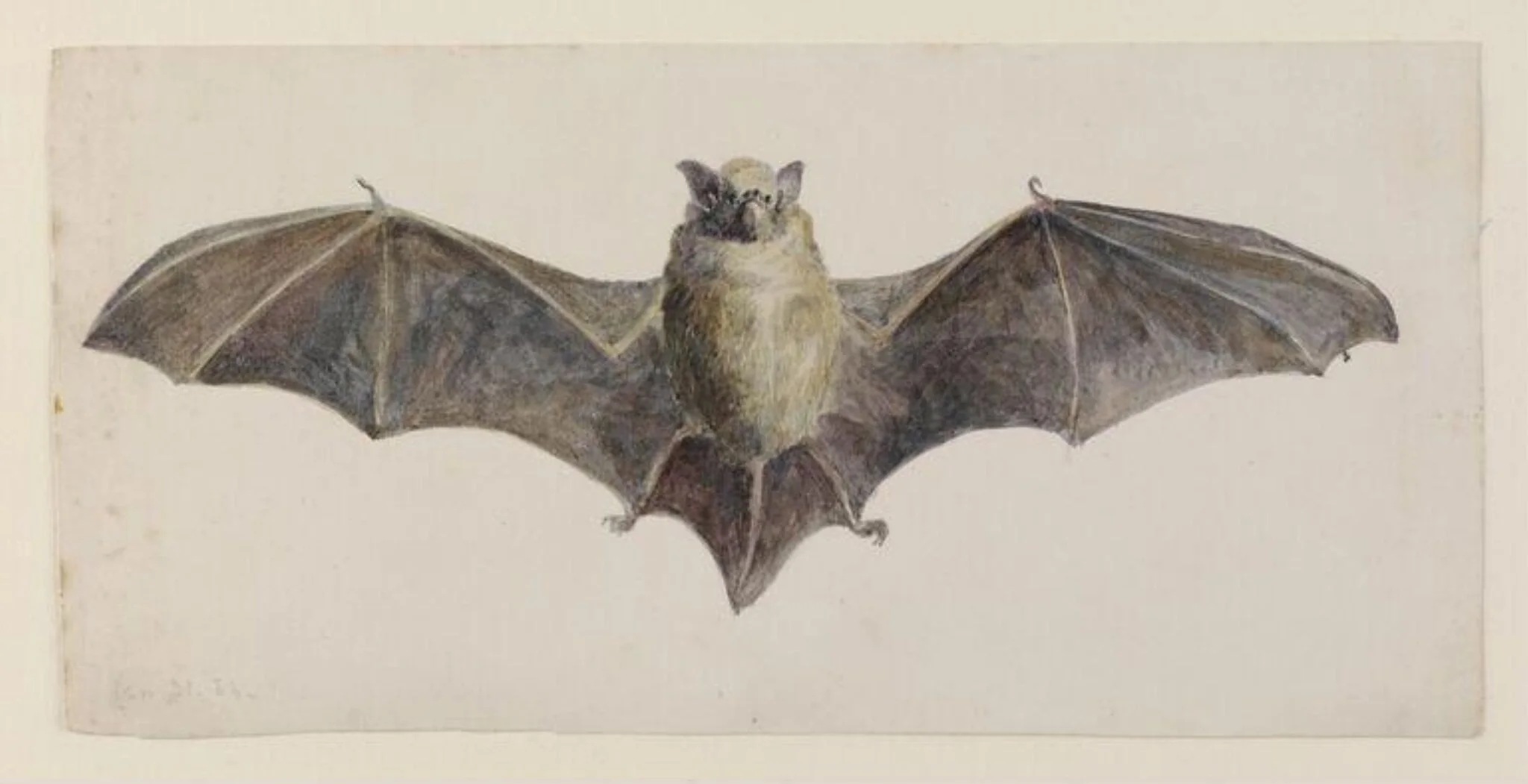 Front view of a bat, by Beatrix Potter, watercolor, 31