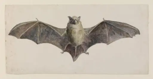 Front view of a bat