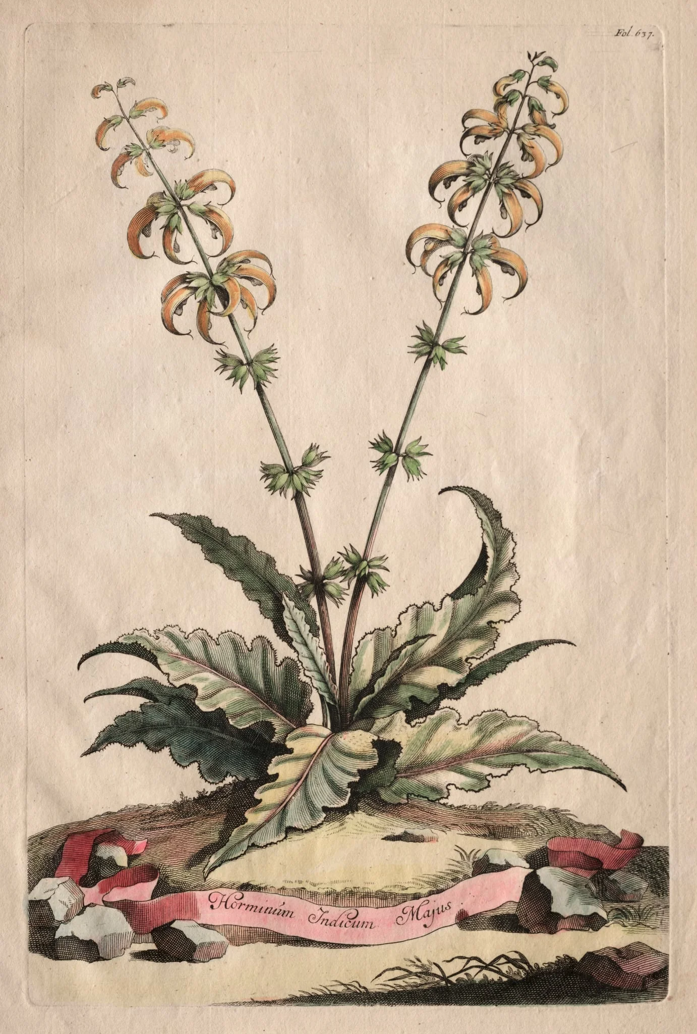 Phytographia Curiosa:  Horminum Indicum Majus, by Abraham Munting, 1667