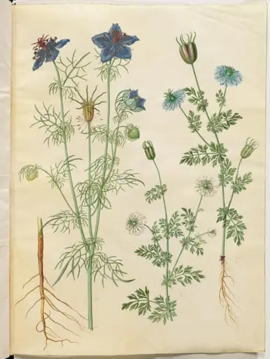 Nigella hispanica (djævlen i busken); Nigella sativa (sortkommen)