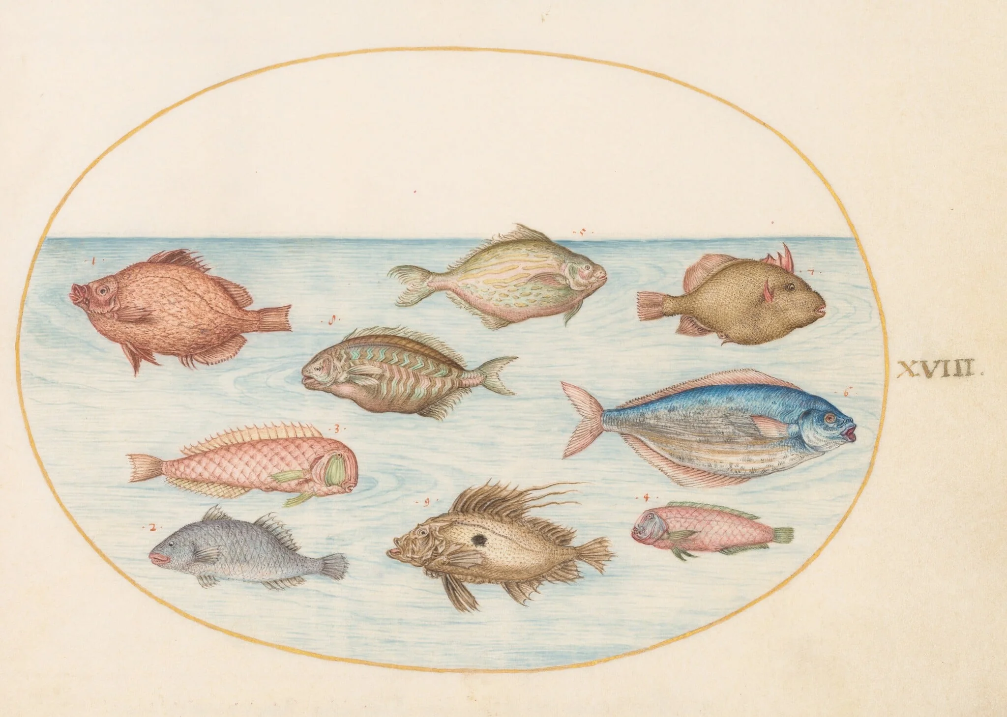 Plate 18: Boarfish, Razorfish, Butterfish, a John Dory, and Other Fish, by Joris Hoefnagel, gouache, 1594