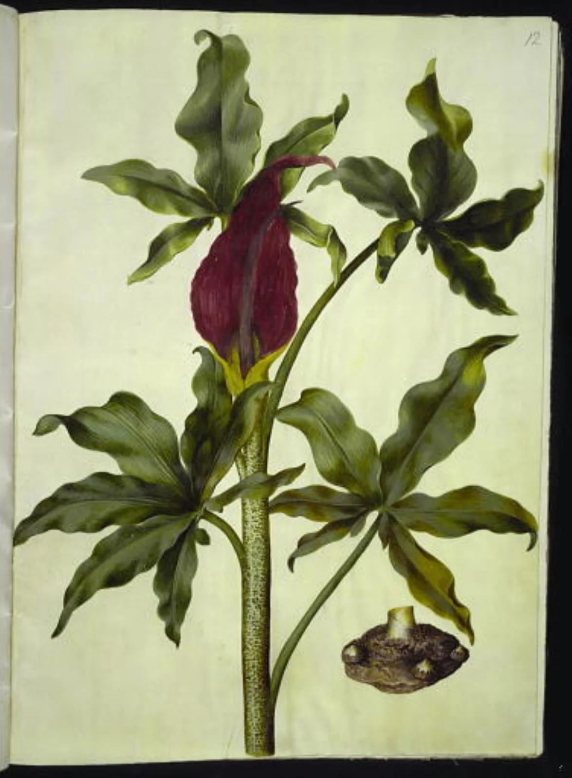 Dracunculus vulgaris (almindelig dragerod), by Unknown, unspecified, 1654