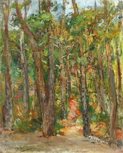 Pădure din Cassis