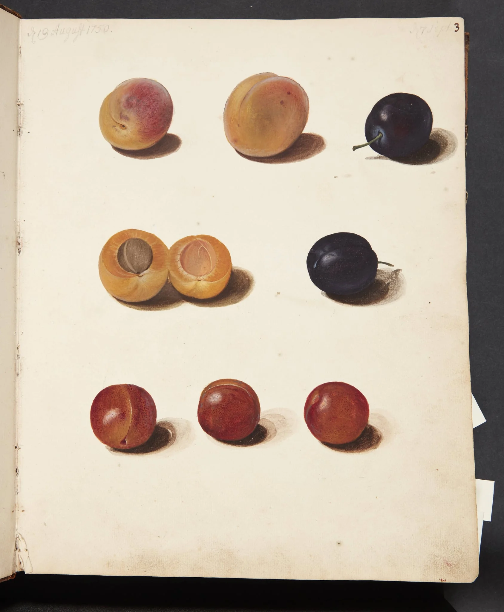 Studier af blommer, by Unknown, unspecified, 1750