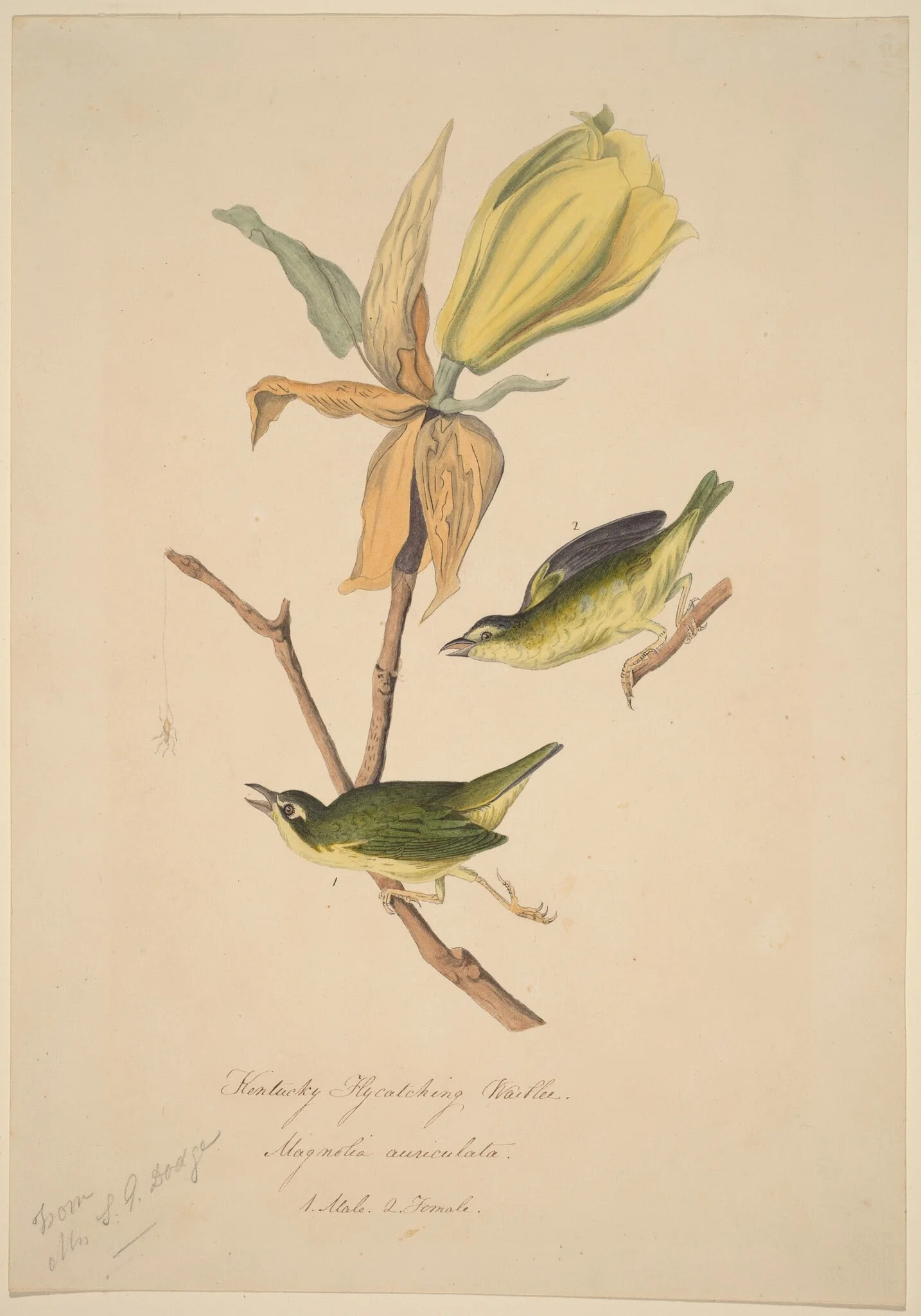 Kentucky Fly-catching Warbler, by John Woodhouse Audubon, ink, 1834