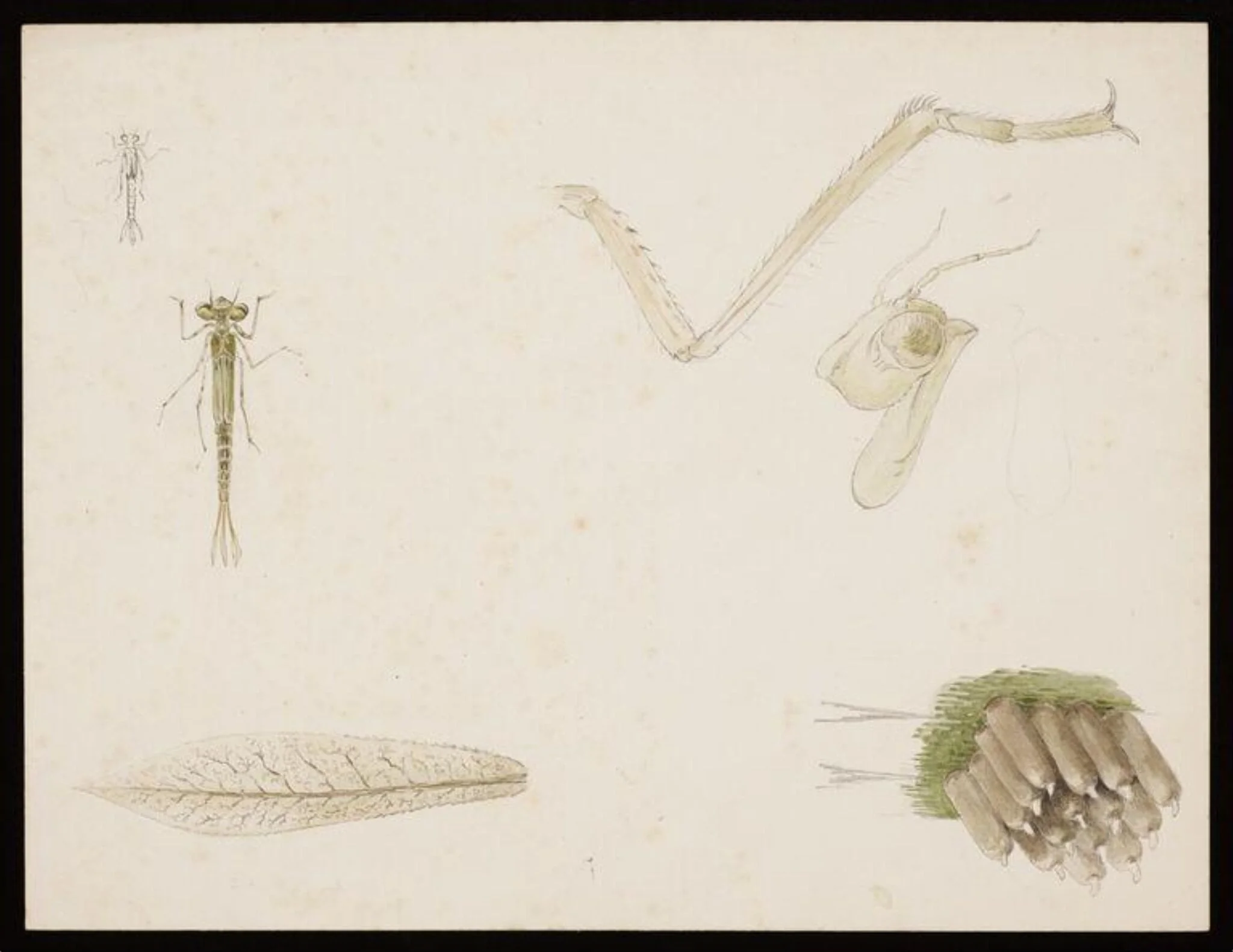 Studies of damselflies, by Beatrix Potter, watercolor, 1887