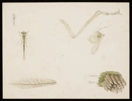 Studies of damselflies