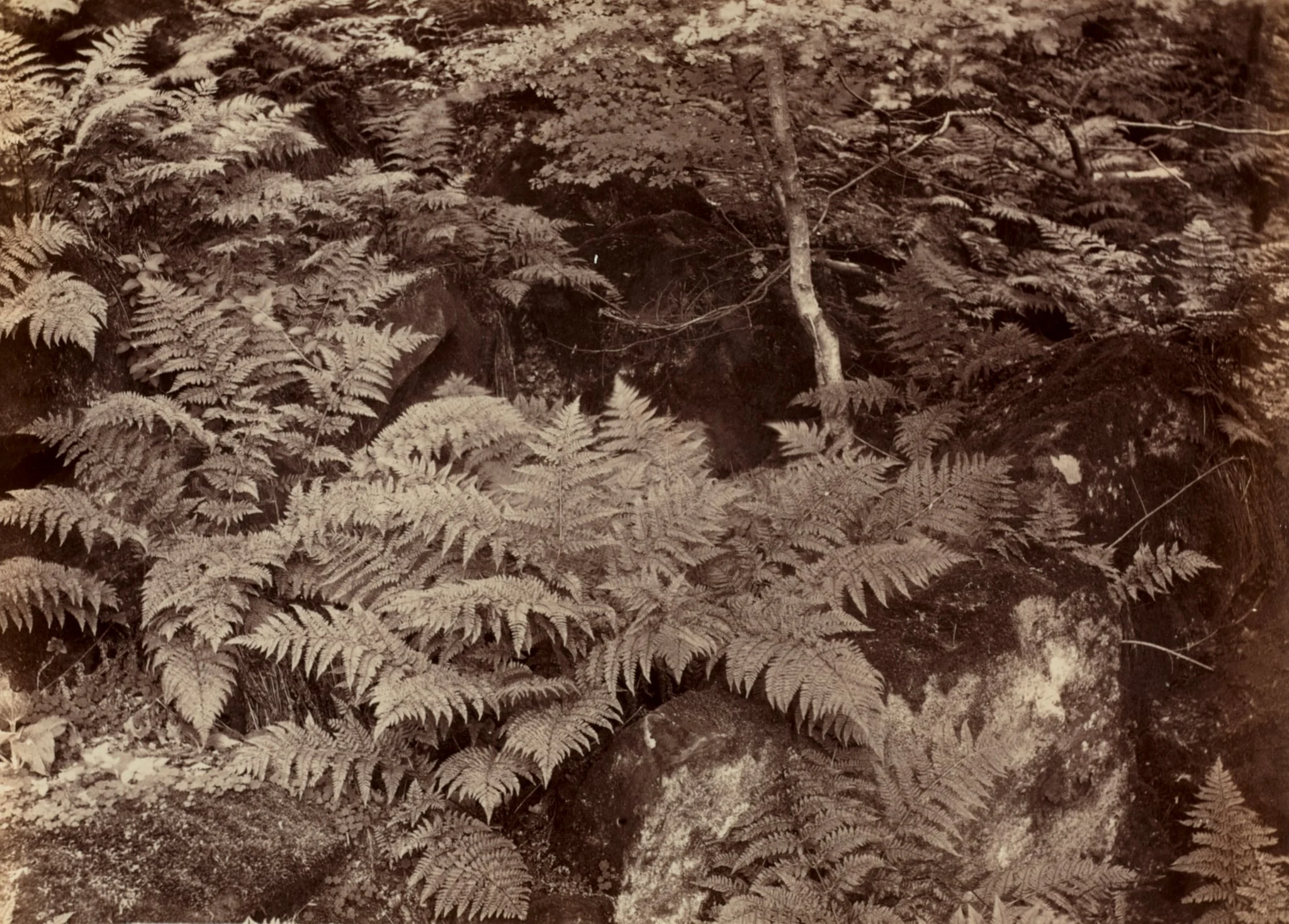 Untitled (Fern Study), by Frank Meadow Sutcliffe, 1874
