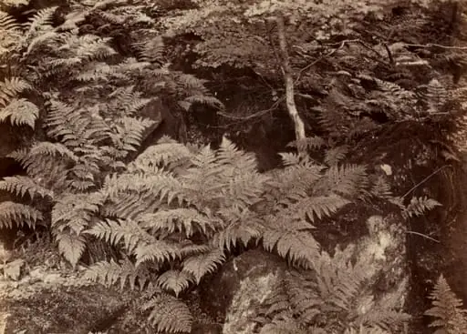Untitled (Fern Study)