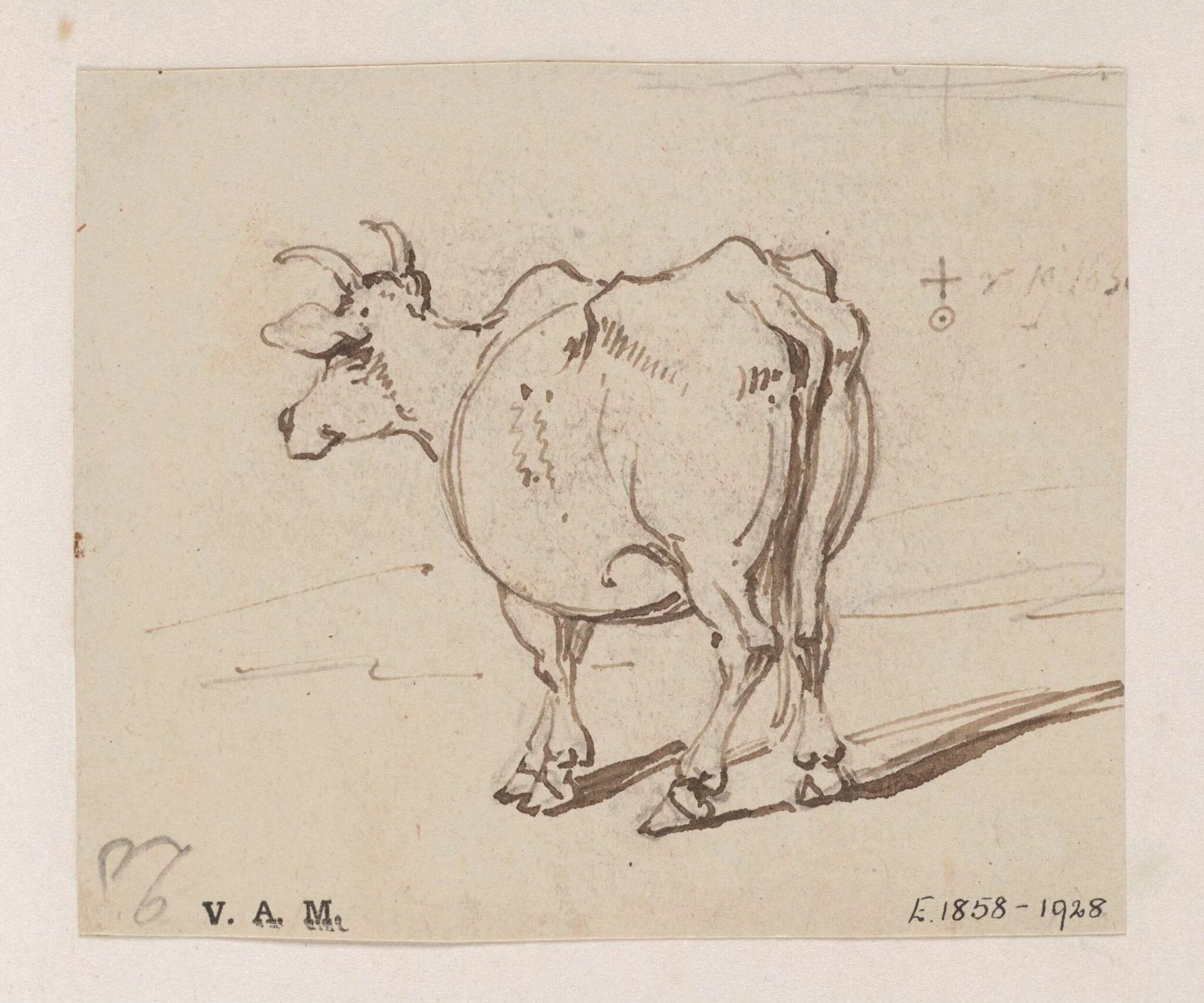 A cow seen from behind, by George Chinnery, 11