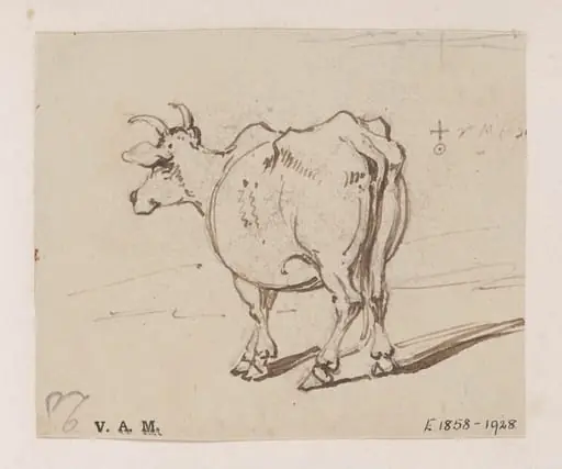 A cow seen from behind