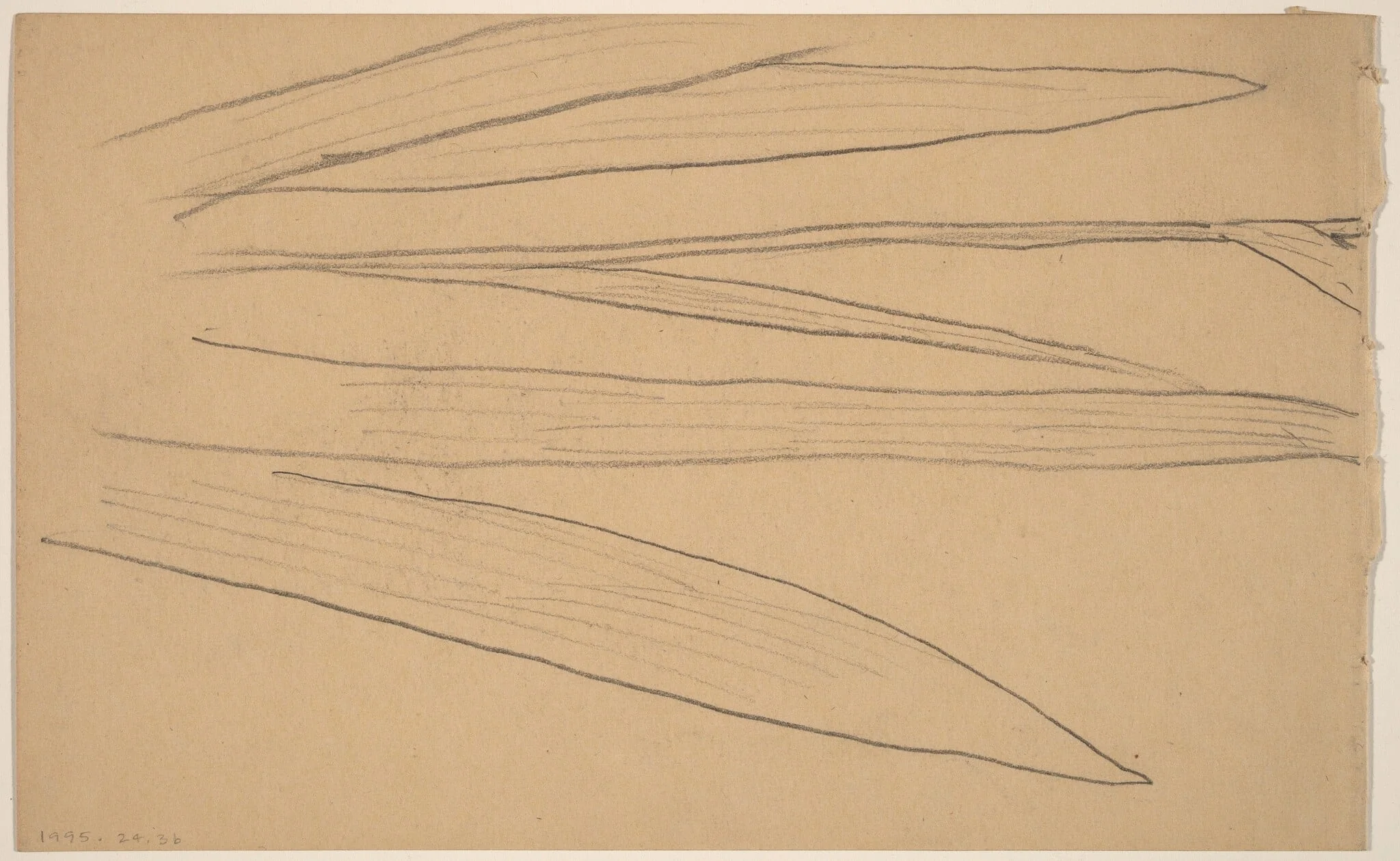 Study of a Flower [verso]