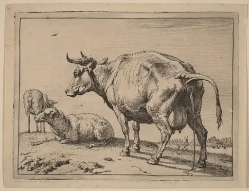 Pissing Cow
