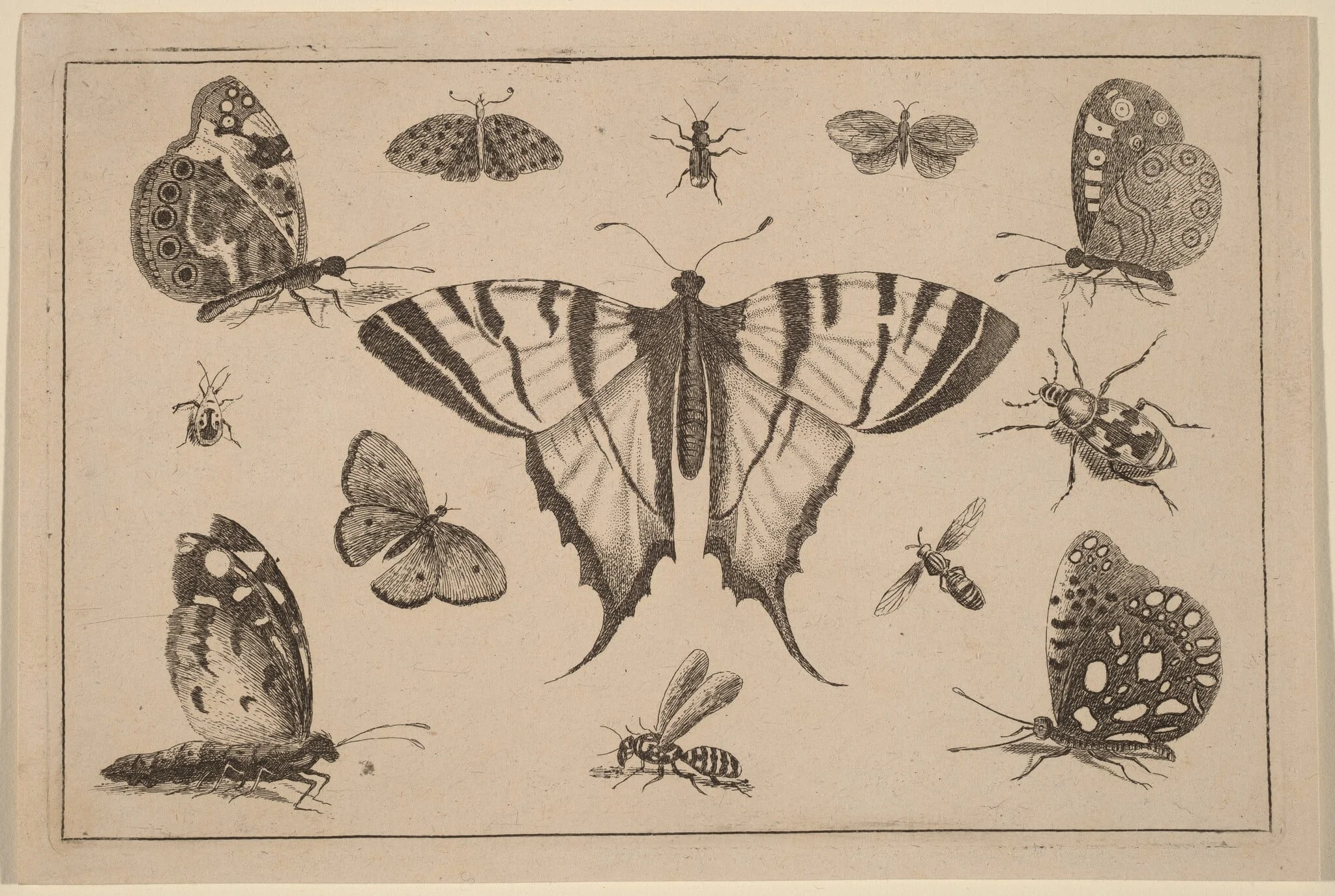 Swallow-tailed Butterfly and Twelve Other Insects, by Wenceslaus Hollar, ink, 1648
