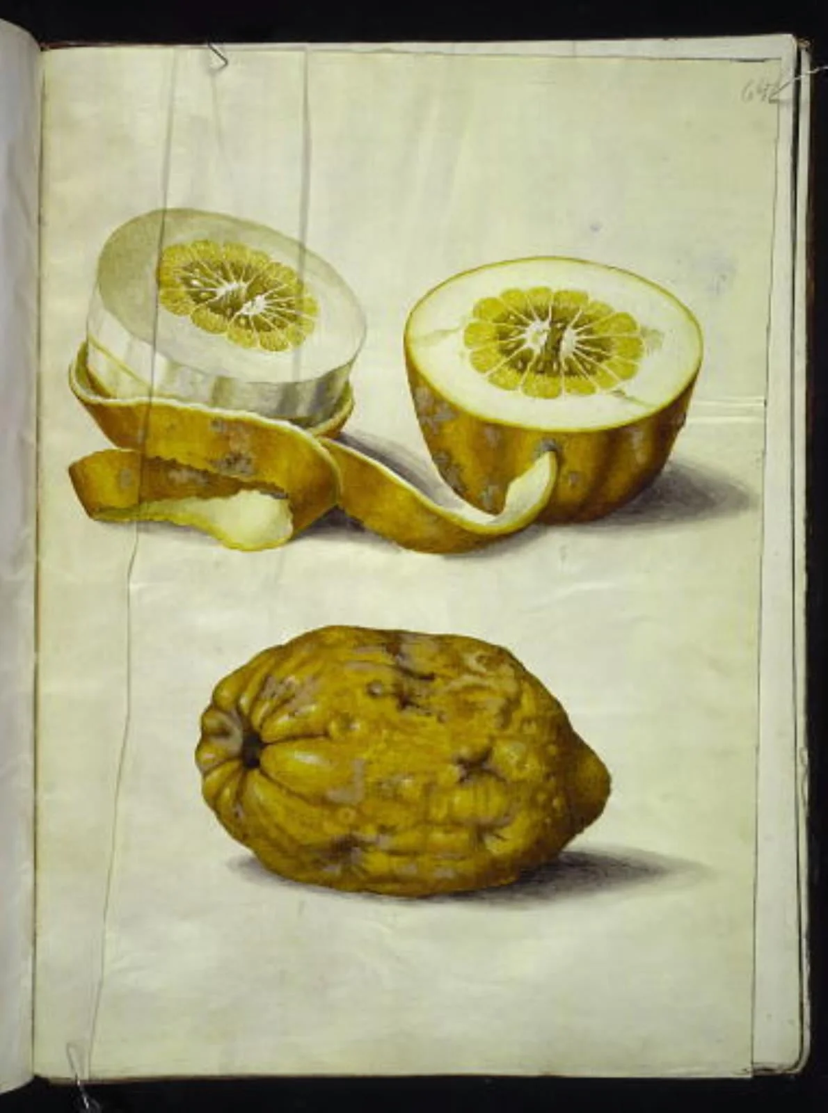 Citrus medica (cedrat), by Unknown, unspecified, 1654