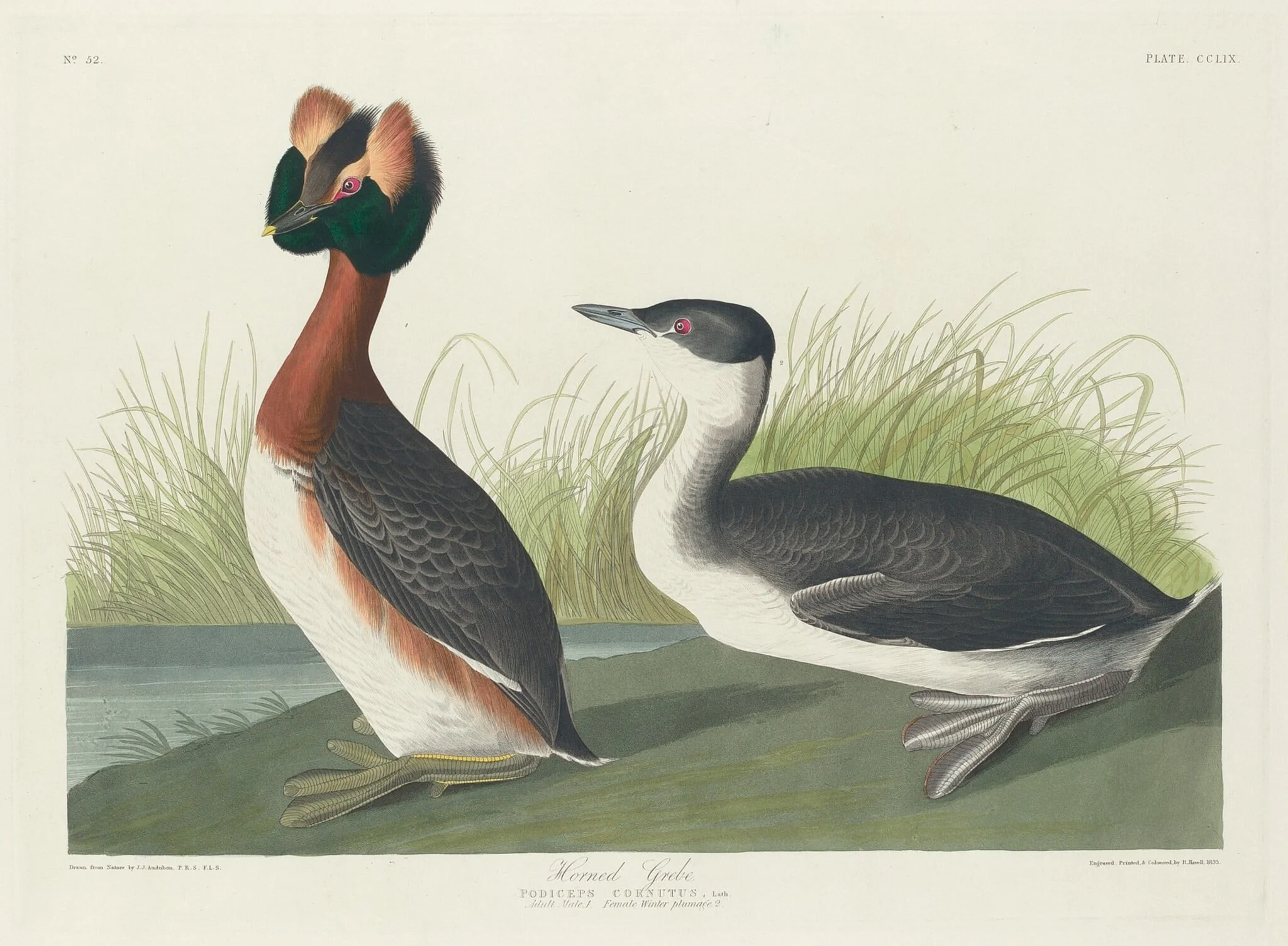 Horned Grebe, by Robert Havell Jr., ink, 1835