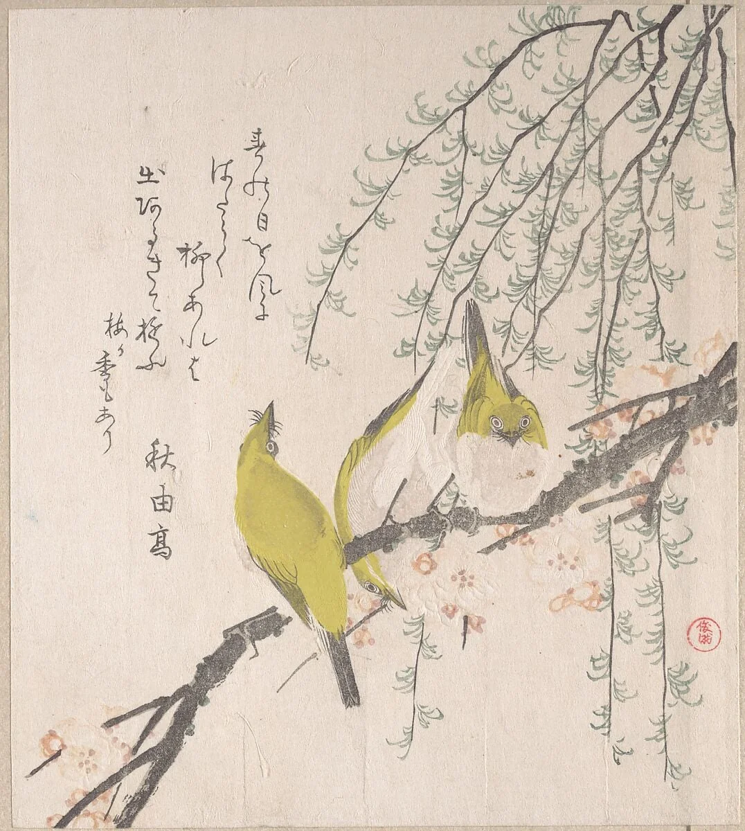 梅と柳に目白|Japanese White-eyes with Plum Tree and Willow, from Spring Rain Surimono Album (Harusame surimono-jō, vol. 3), by Kubo Shunman, ink, 1810