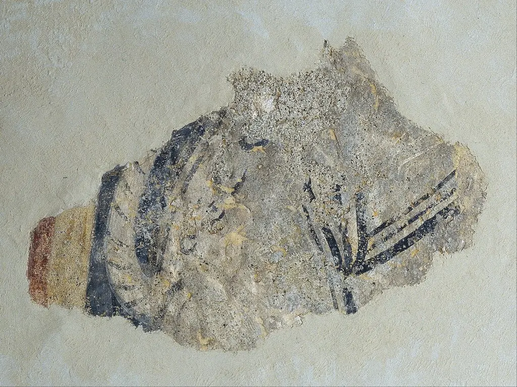 Remains of a quadruped from Boí