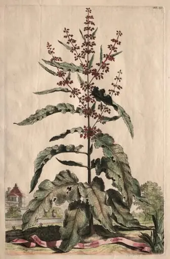 Phytographia Curiosa:  Lapathum Longifolium Crispum