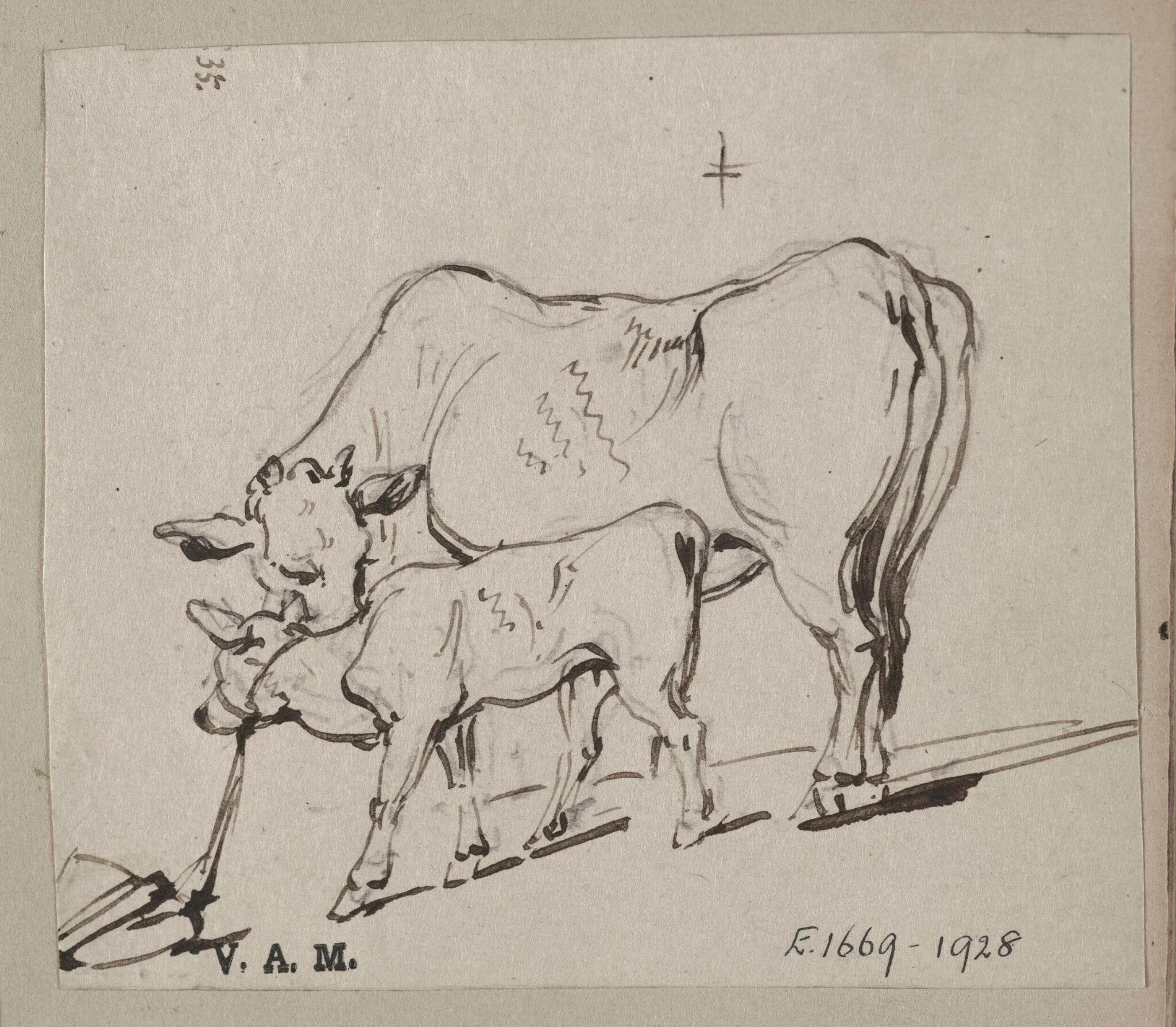 A cow and a tethered calf, by George Chinnery, 1