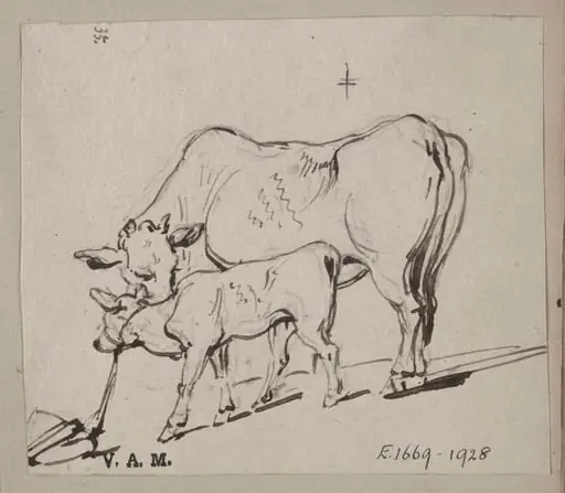 A cow and a tethered calf