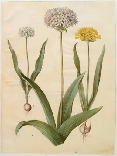 Allium moly (guld-løg); Allium nigrum (sort løg)