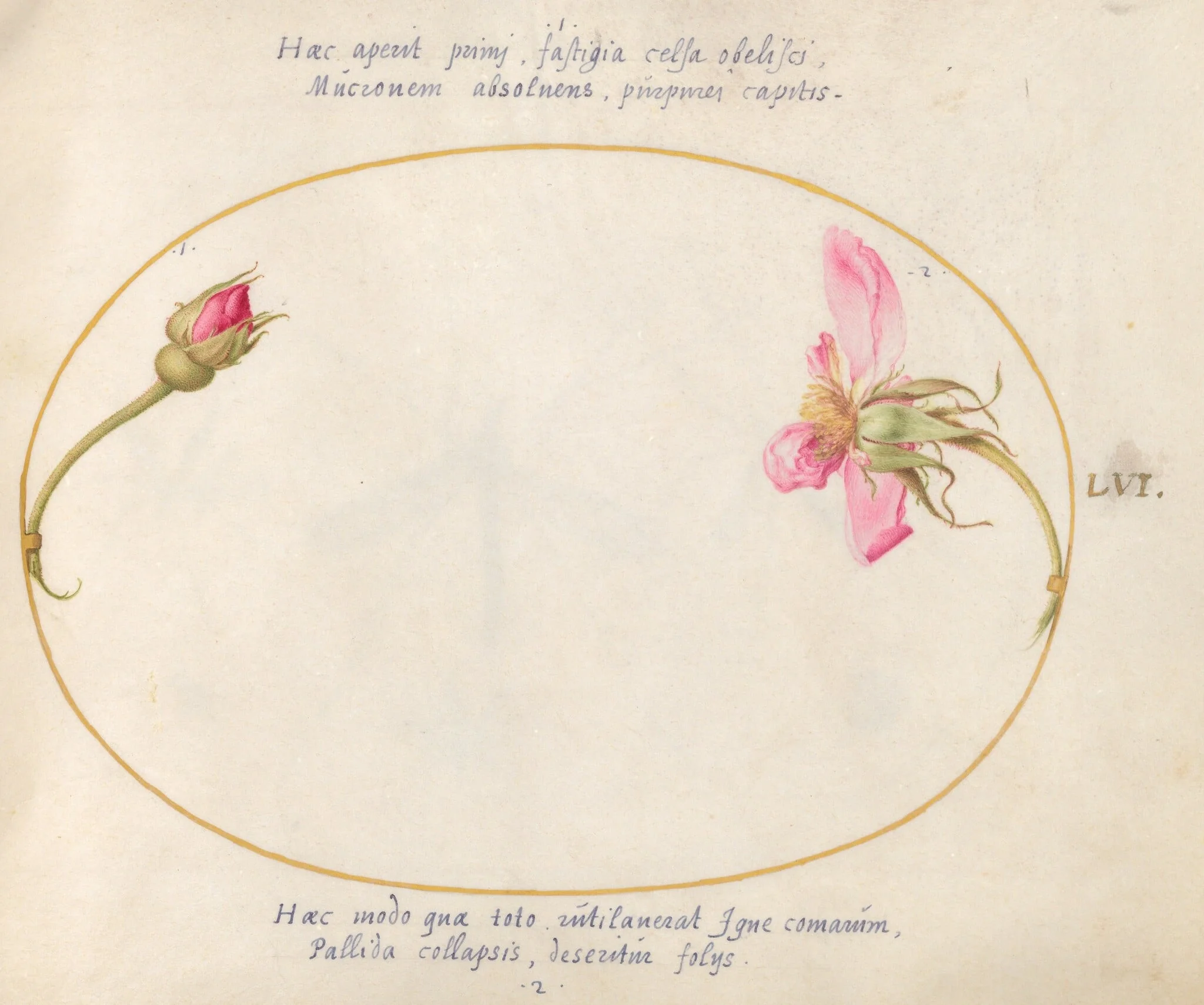 Plate 56: A Rosebud and a Disintegrating Pink Rose, by Joris Hoefnagel, gouache, 1594