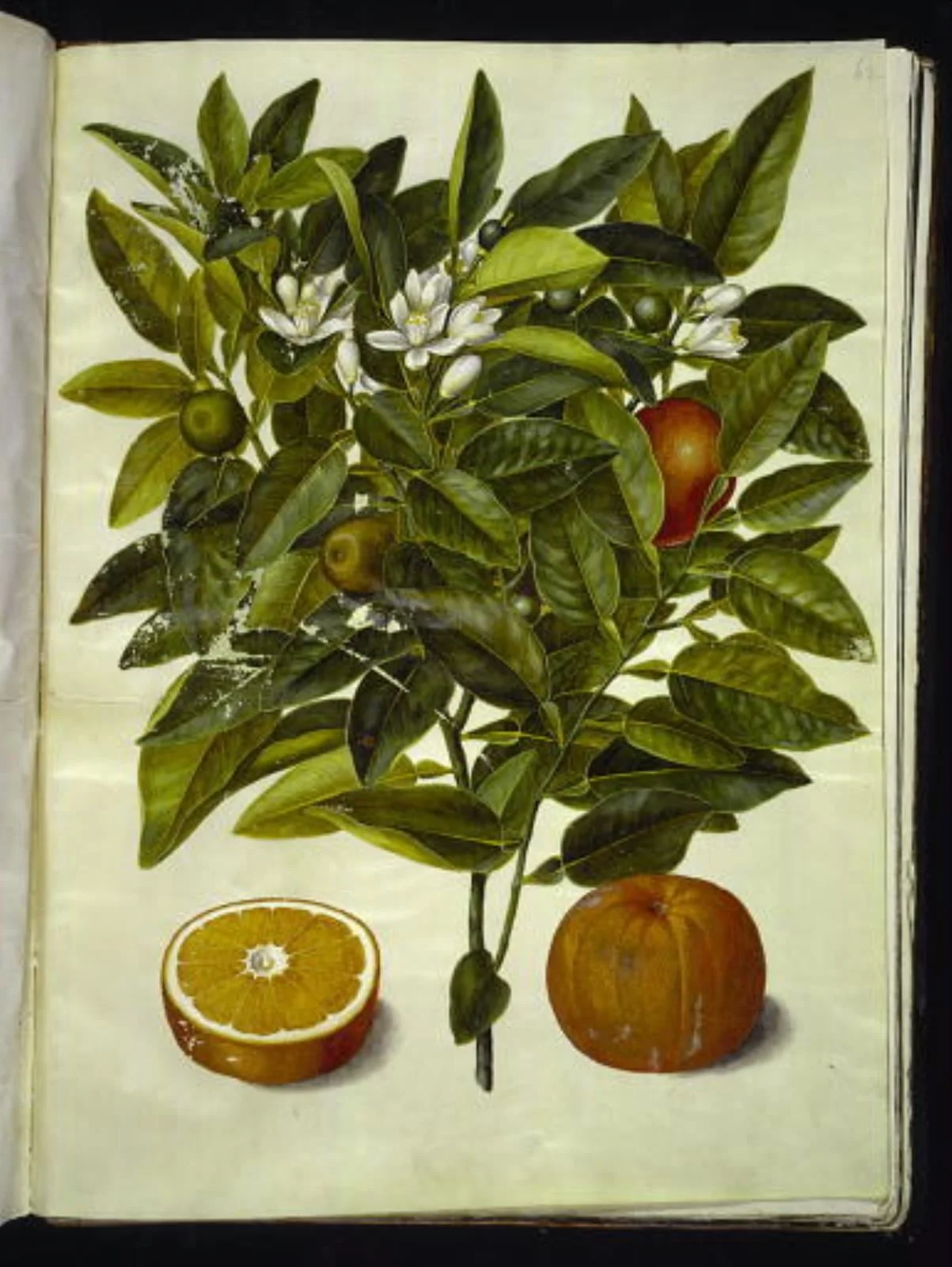 Citrus sinensis (appelsin)