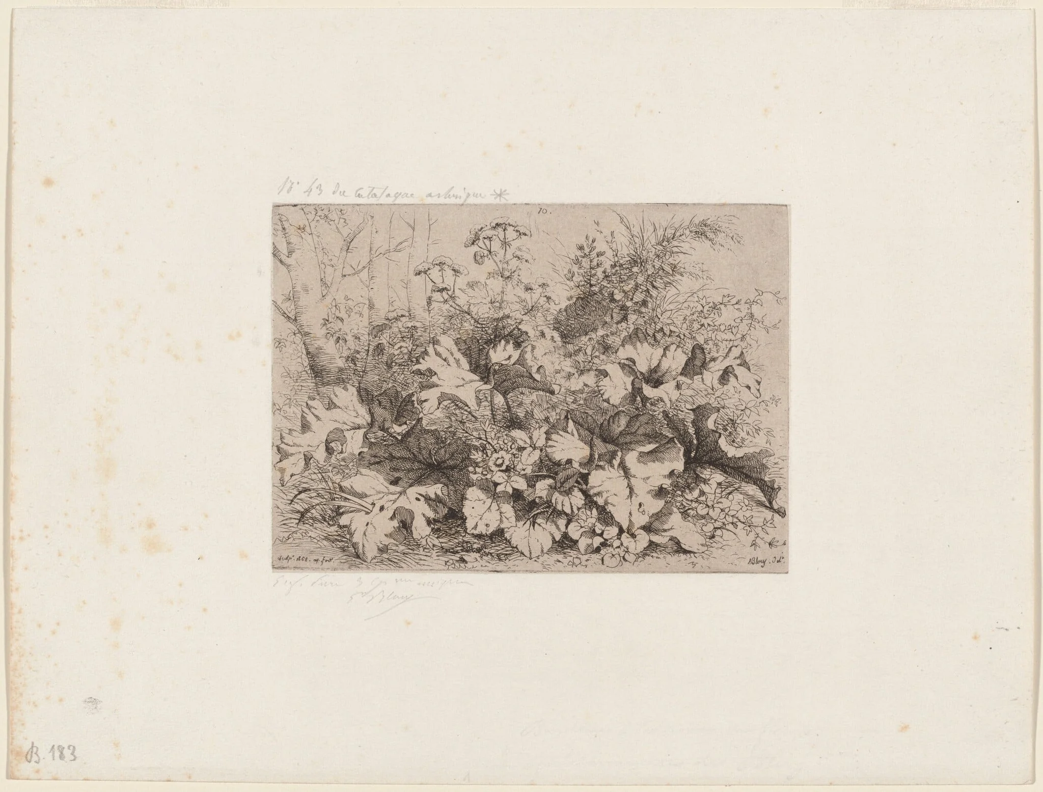 Burdock in Bloom, by Eugène Bléry, ink, 1858