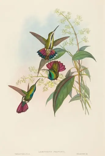 Lampornis prevosti