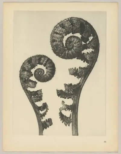 Aspidium filix mas