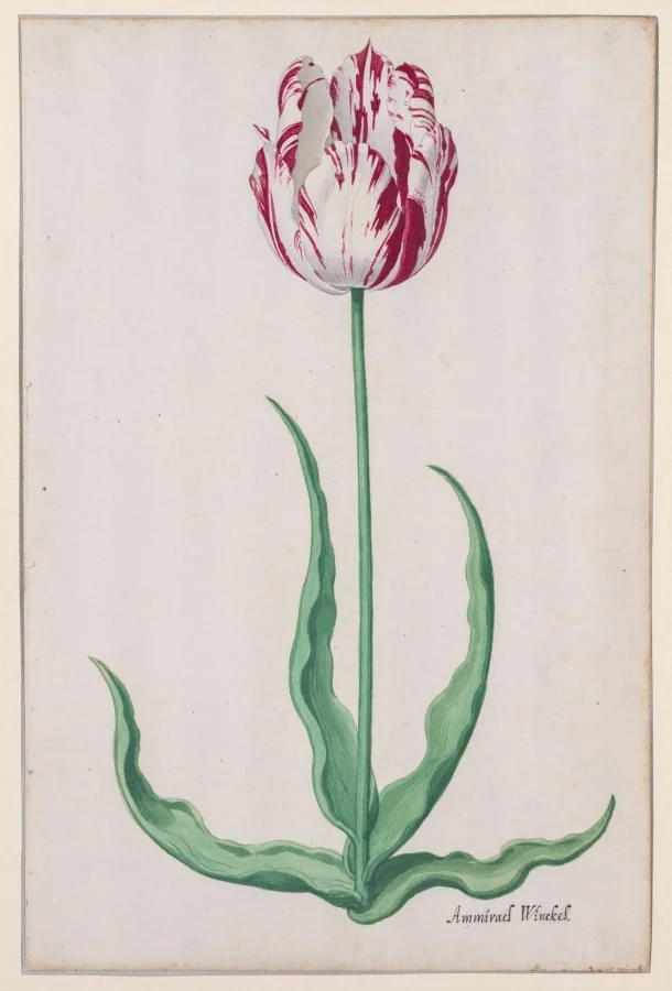 Study of a Tulip (Ammirael Winckel), by Pieter Holsteyn II, 1645