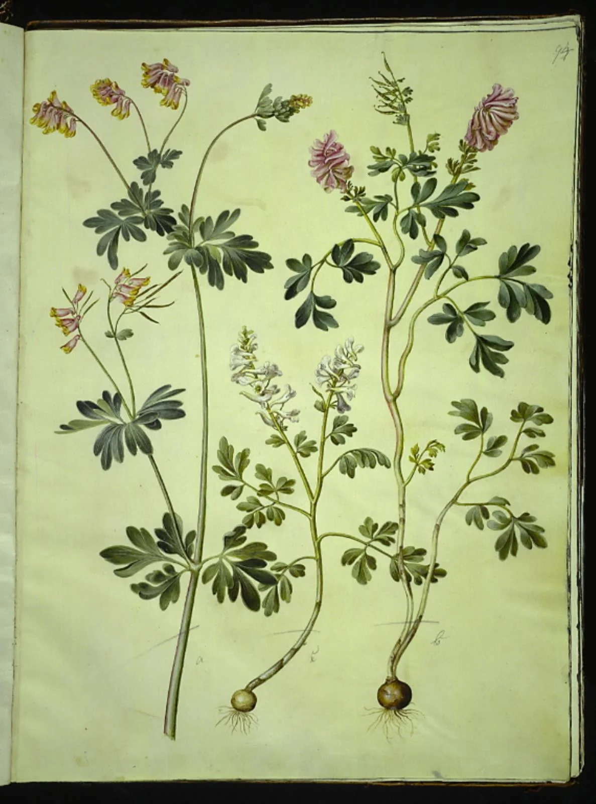 Capnoides sempervirens (harlekinurt); Corydalis solida (langstilket lærkespore), by Unknown, unspecified, 1654