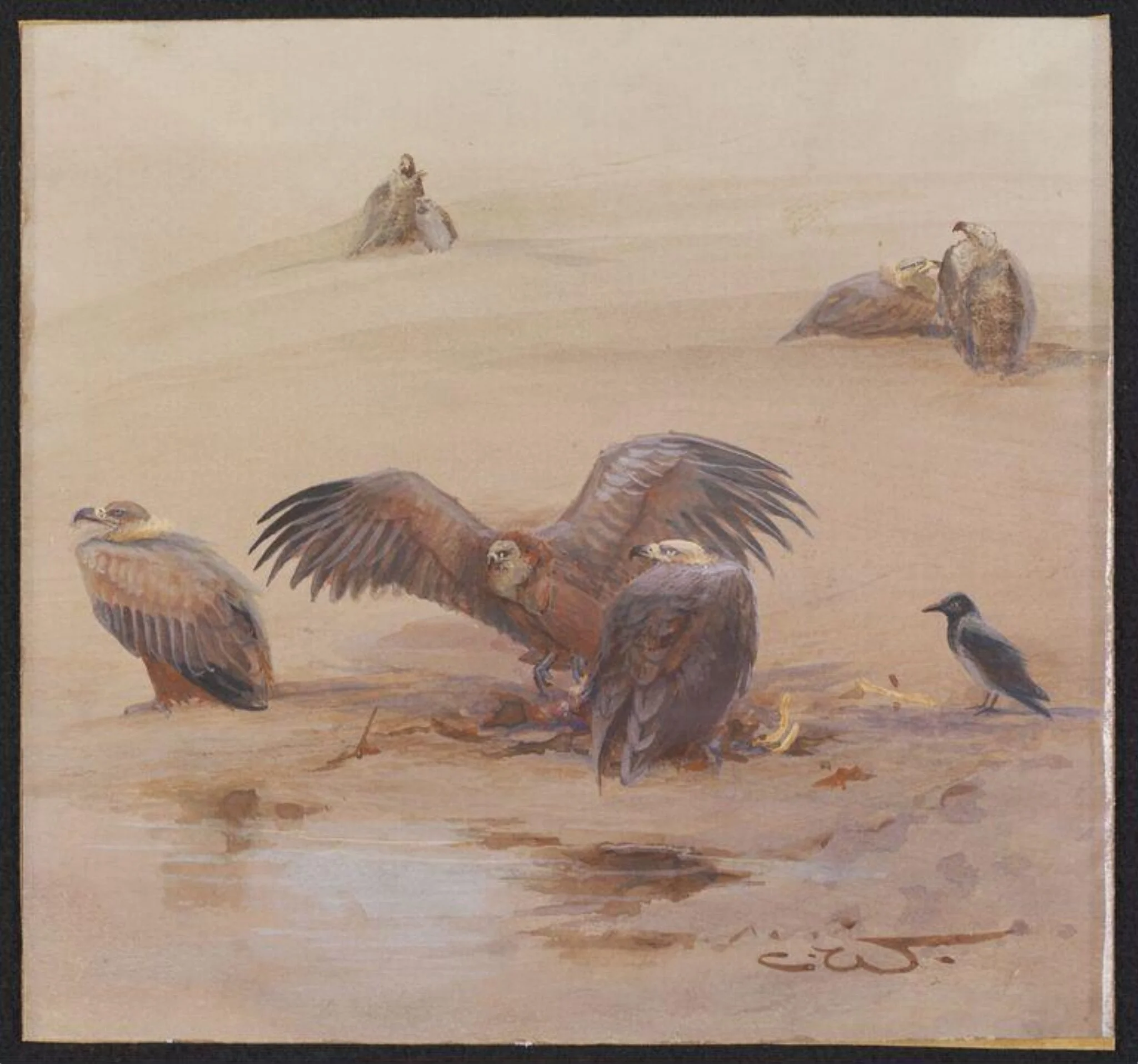 Griffon Vultures with an Egyptian Crow, by Charles Whymper, watercolor, 1904