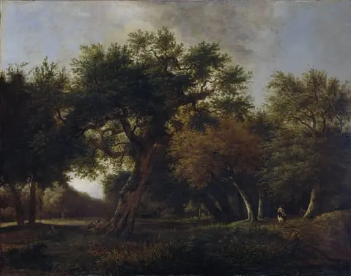 View in the Woods