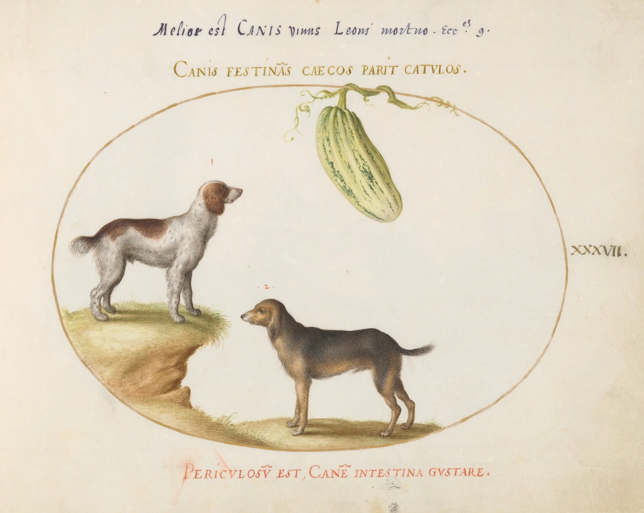 Plate 37: Two Spaniels with a Gourd, by Joris Hoefnagel, gouache, 1594
