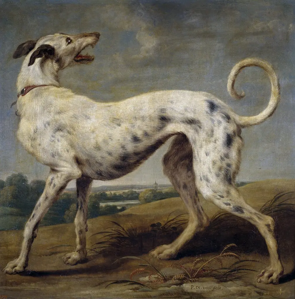 A white greyhound
