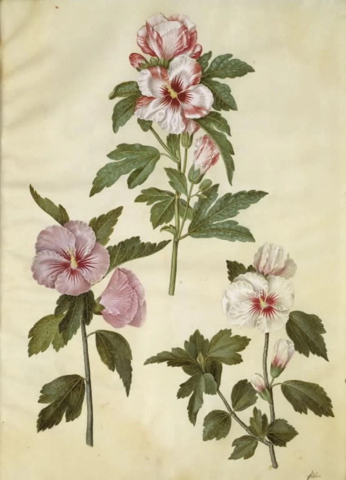 Hibiscus syriacus (syrisk rose), by Unknown, unspecified, 1654