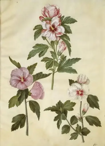 Hibiscus syriacus (syrisk rose)
