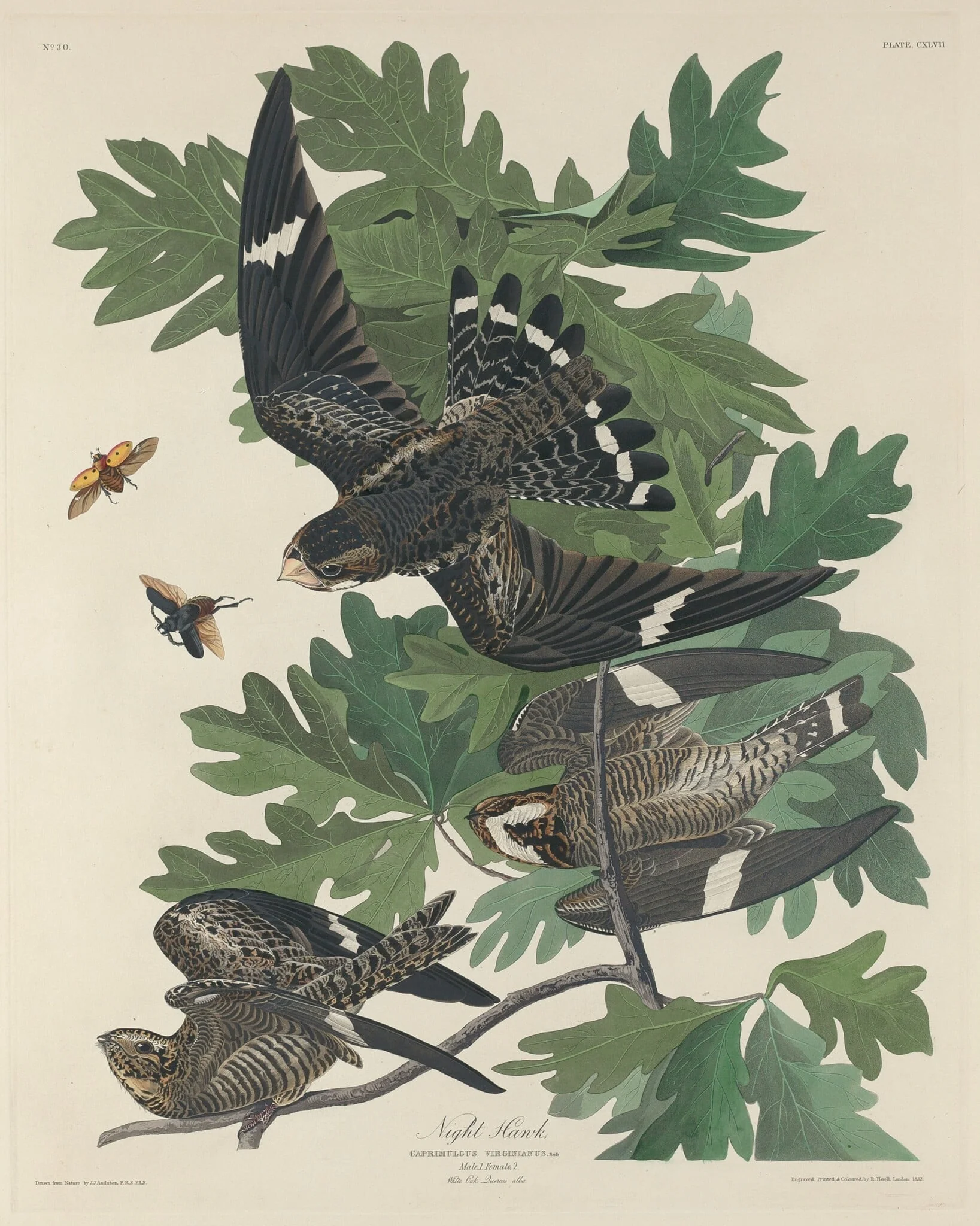 Night Hawk, by Robert Havell Jr., ink, 1832
